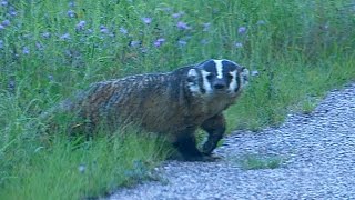 Wisconsin Badger Wild [upl. by Buonomo]