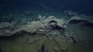 Endeavour Hydrothermal Vents [upl. by Princess]