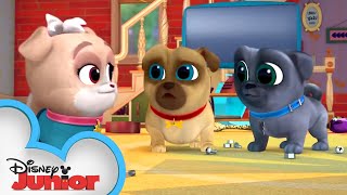 ArfChoo 🐾 Puppy Dog Pals  Disney Junior [upl. by Liryc]