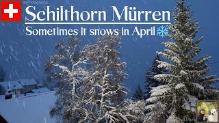 Mürren  Lauterbrunnen  Schilthorn Switzerland  snow in Spring 4K [upl. by Xenophon129]