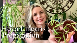 How To Propagate Hoya Linearis  Soil Propagation [upl. by Tlevesor]