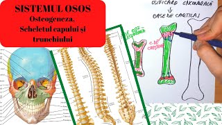 ADMITERE MEDICINA SISTEMUL OSOS 1 Osteogeneza Scheletul capului si al trunchiului [upl. by Eatnoj737]