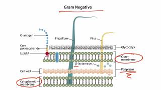 Bacterial Structures for the USMLE Step 1 [upl. by Leila643]