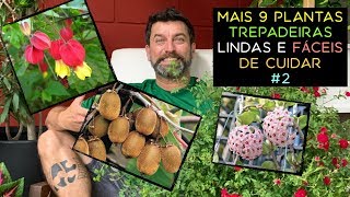 Mais 9 Plantas Trepadeiras Lindas e Fáceis de Cuidar 2 [upl. by Kersten]