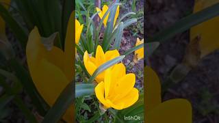 Sternbergia Lutea PlantΚρόκος Του Φθινοπώρου krino flowers nature plants shorts jesenjikrokus [upl. by Swain673]