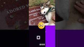 Poor Dog Crying at Grandmas Graveside 😭😭😭  SarahandtheWolves  Bouncing Square fyp [upl. by Hillinck810]