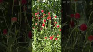 How to grow Gomphrena globosa simply [upl. by Longo867]