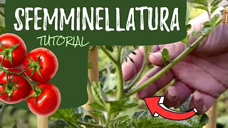 Sfemminellatura dei pomodori ecco come fare [upl. by Houlberg]