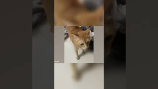 When Cats Fail at Jobs Hilarious Feline Mishaps 🥰😹 catlover catantics cute [upl. by Stearn]