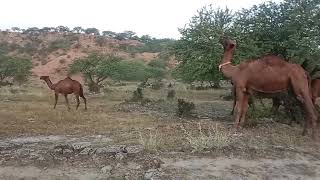 Beautiful and Nice Camels Kamal puri Daachi Farm Jand Pakistan [upl. by Radburn]