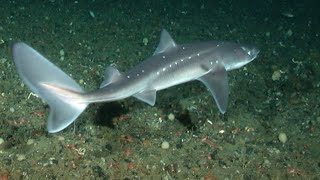 Facts The Spiny Dogfish [upl. by Chancey]