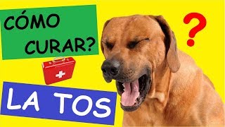 Como Curar a un PERRO CON TOS [upl. by Atterol]