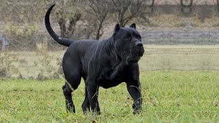 9 Presa Canario Facts You Didnt know  Presa Canario Fcats [upl. by Tucky]