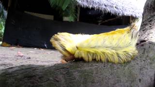 Massive Flannel Moth Caterpillar or Megalopygidae [upl. by Anaeda]