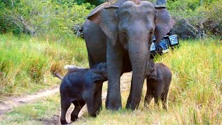 Rare footage of adorable Twin baby Elephants gifted to the nature [upl. by Charity]