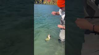 SMALLMOUTH BASS ON THE VIBRAX Shoutout Bobberdownfishon subscribe to his channel fishing [upl. by Patton]