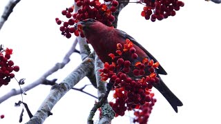 Tallbit Pine grosbeak pinicola enucleator Roliden 20241109 [upl. by Adnohsed]