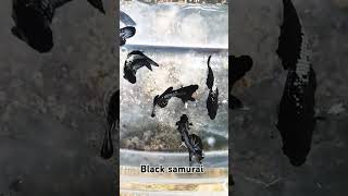 trending bettafish srilanka fighterfish viralvideo samurai superfish [upl. by Tut]