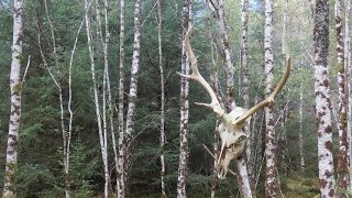 Invergarry in the Highlands in Scotland  the Allt na Cailliche Trail and Waterfalls  October 2024 [upl. by Cary294]