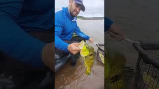 Soltura dos tucunaré na represa jurumirim avaréSP tucunaréamarelo pescaesolta pescaesportiva [upl. by Nekal312]