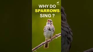 Sparrows Sing to Attract Mates amp Mark Territory  Wild In A Minute  Bird Songs  Natures Music [upl. by Charita977]