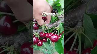 Cherry  ceri Prunus cerasus L dan Prunus avium L fruit gardenhome nature [upl. by Adiuqram121]