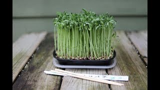 Fun amp Easy Way To Grow Microgreens [upl. by Ahsas]