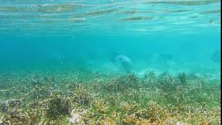 green humphead parrotfish swarm swimming in shallow water of the lagoon [upl. by Ideih]