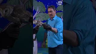 Owl Turns Its Head 180°  Play School  ABC Kids [upl. by Alyakcm441]