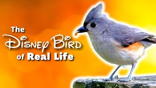 The Tufted Titmouse  Full Overview [upl. by Aphra23]