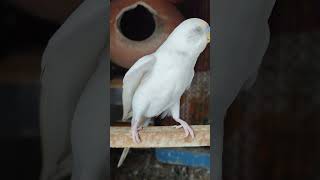 albino budgerigar mating call and sounds II বাজরিগার পাখি পালন পদ্ধতি birds budgie parrot [upl. by Colp]