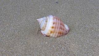 Scotch bonnet sea snail  Semicassis granulata Born 1778  Cyprus [upl. by Yattirb554]