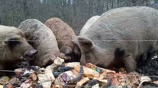 Feeding Mangalitza Pigs Food Scraps [upl. by Paris]