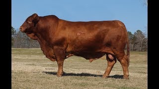 Composición y Características de la Raza Beefmaster TvAgro por Juan Gonzalo Angel [upl. by Dorine]