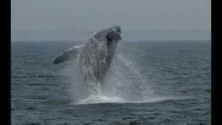 Cape Cod Whale Watching [upl. by Wixted]