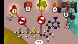 GLYCOLYSIS ANIMATION [upl. by Aerahs183]