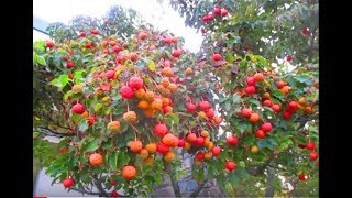 Dogwood Berries  Cornus Kousa [upl. by Clarabelle689]