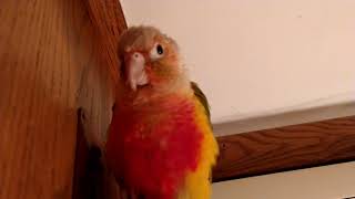 Green cheek conure singing  cute unique noises [upl. by Packer558]