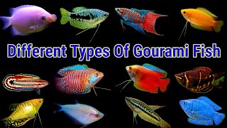 Different Types Of Gourami Fish [upl. by Ludewig298]