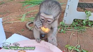 Baby monkey enjoying food [upl. by Ylsew]