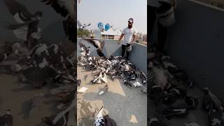 🕊️Sikandar Pigeon Loft 😍 kabootarbazi pigeon youtubeshorts viralshorts shorts ytshorts [upl. by Ijok]