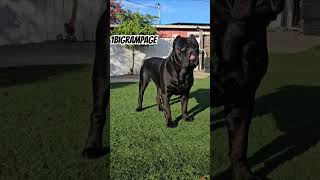 canecorso shortvideo doglover viralvideo viral trending tag foryou foryoupage fyp fypシ゚ [upl. by Limber]