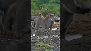 warthogs at Nyerere National park 🐗🐗🐦🐦🐦 [upl. by Som729]