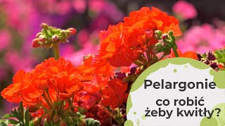 Pelargonie  Co zrobić żeby pelargonie pięknie kwitły cały sezon Czy trzeba je przycinać [upl. by Pallaten]