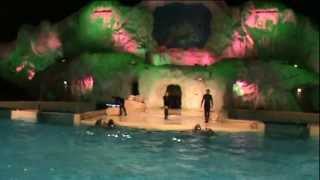 Dolphin Show Dolfinarium Harderwijk Full Show [upl. by Batty]