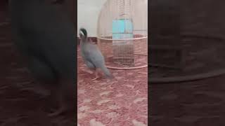 Masti Time chakor Bird Pakistan national bird remix bassboosted chakorkiawaz tikto chakorsound [upl. by Wadesworth]