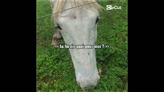 Grv trop my Cara😍 horse love [upl. by Kus]