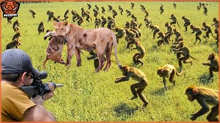 How Farmers And Hunters Deal With Millions Of Monkeys Lions And Wild Boars  Wild Boar Hunting [upl. by Ydnir]