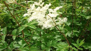 Propiedades De La Ulmaria Beneficios Y Uso Medicinal Filipendula ulmaria [upl. by Nelleh]