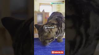 Why Do Cats Always Land on Their Feet 🐱facts catfacts cat alscience sciencefacts short viral [upl. by Odom]